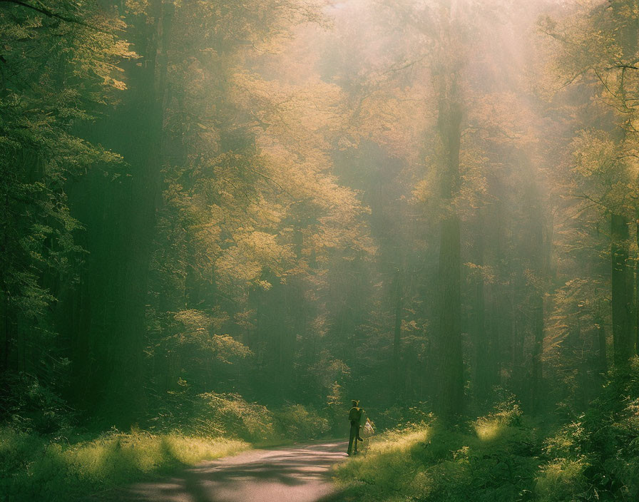 Person standing on forest road under ethereal sunlight amid tall trees with green foliage.