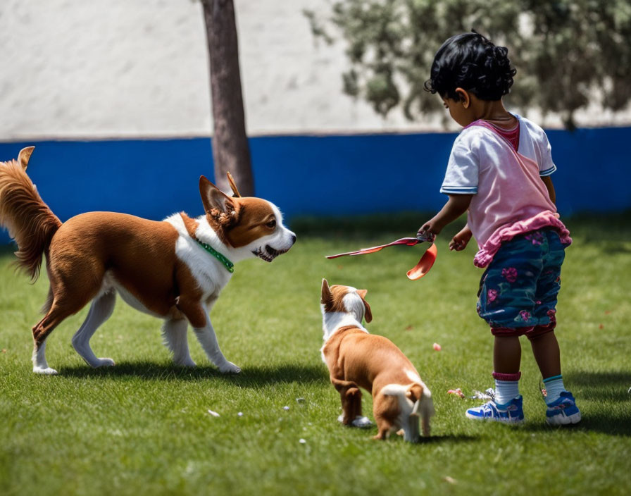 Kid playing with dogs