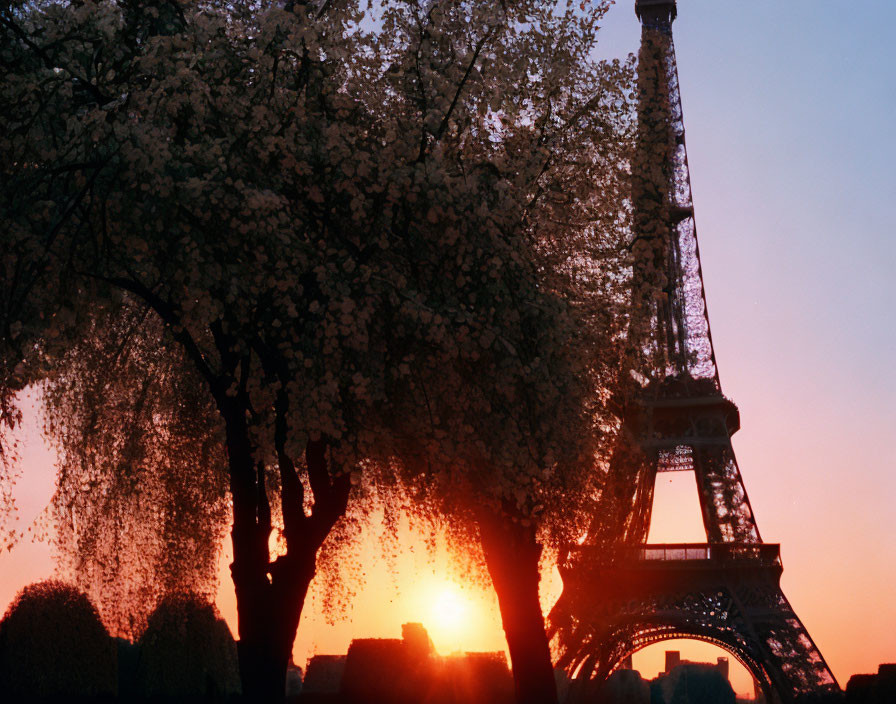 Parisian Sunset: Eiffel Tower & Blooming Tree Silhouettes