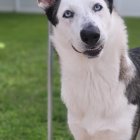 Black and white Border Collie with pointed ears in grassy area