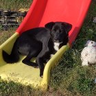 Black and white dog with intense gaze on sandy ground under red fabric held by person in gray skirt