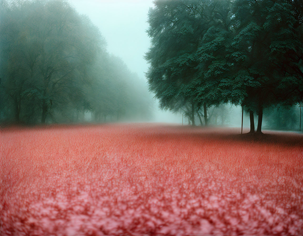 Misty landscape with red foliage and green trees in foggy field