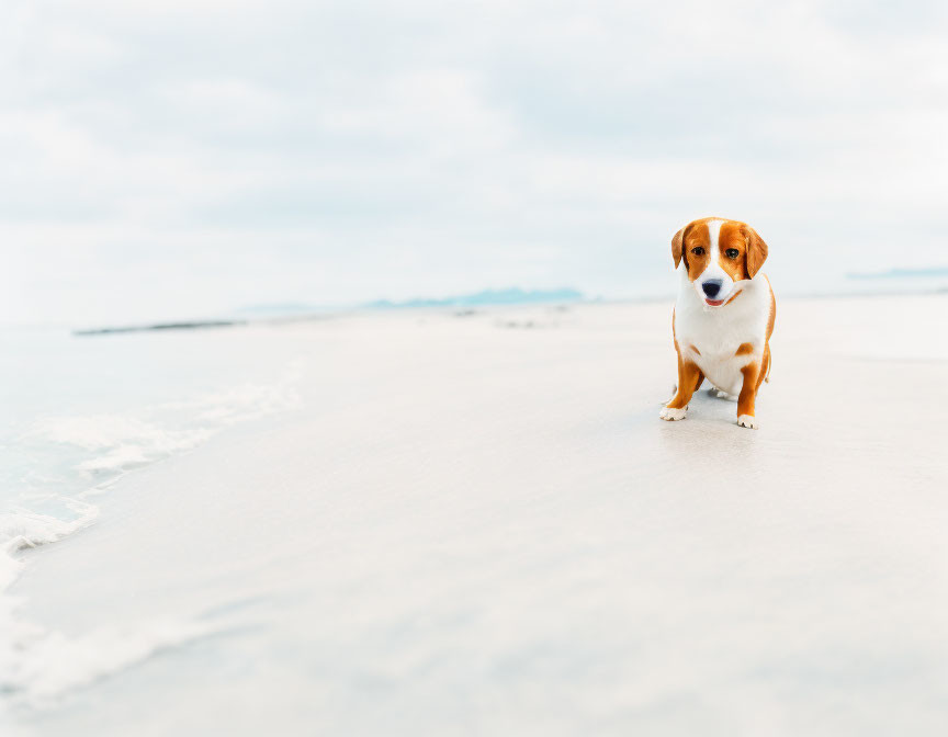 Brown and White Dog on Sandy Beach with Ocean Background