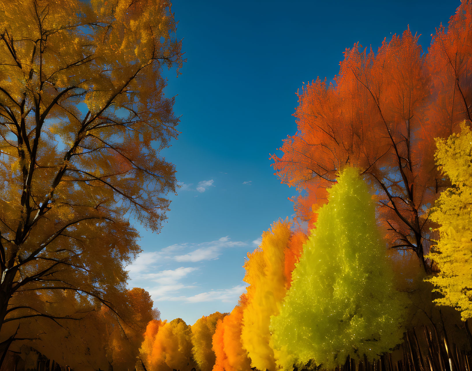 Colorful autumn trees against deep blue sky.