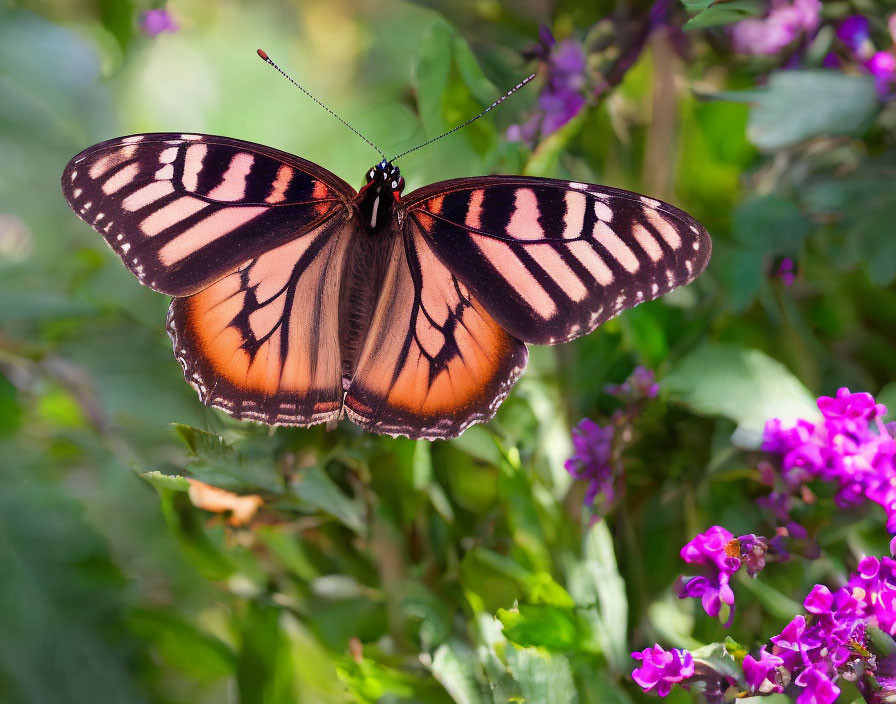 Colorful monarch butterfly on purple flowers with green background