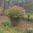 Vibrant pink and green foliage form a hidden winding path.