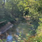 Tranquil river in lush autumn forest with moss-covered rocks