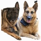 Two dogs with different colored coats and accessories posing for the camera