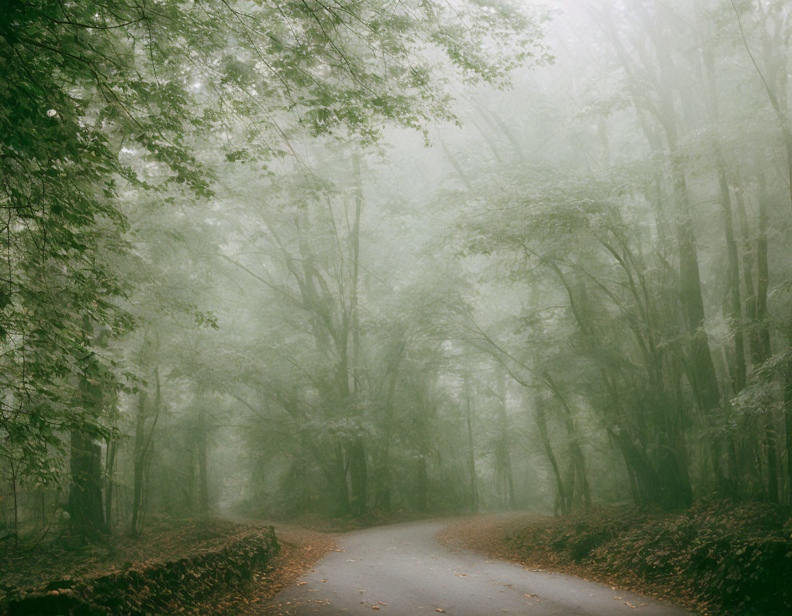 Misty forest road with lush green foliage