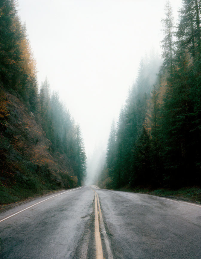 Foggy forest road with misty trees on slopes