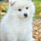 Fluffy White Pomeranian Puppy with Blue Eyes in Wood Shavings