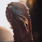 Detailed close-up of bearded vulture with open beak and intense gaze in warm lighting