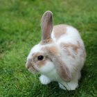 Brown and White Rabbit with Long Ears on Lush Green Grass