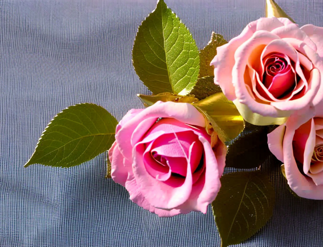 Pink roses with green leaves and golden ribbons on blue textured surface