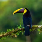 Colorful toucan on branch with green liquid and forest backdrop