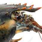 Colorful Lobster with Spotted Shell and Claws on White Background