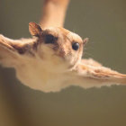 Flying squirrel mid-glide with extended limbs and stretched membrane.