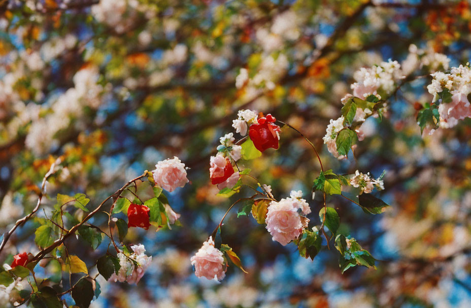 Colorful Pink and Red Blossoms in Green Leaves on Blue Sky Background