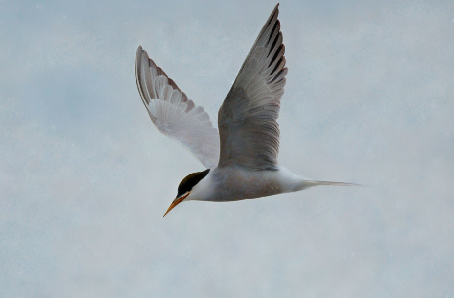 Seagull flying with spread wings in cloudy sky