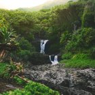 Tranquil forest waterfall with lush greenery