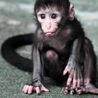 Young baboon sitting on rock with thoughtful expression against blurred background