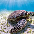 Colorful Sea Turtle Swimming Among Plants in Clear Blue Water