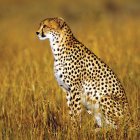 Spotted cheetah in tall golden grass on savannah landscape