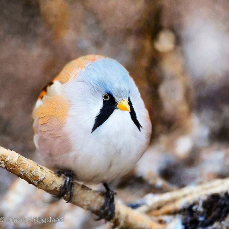 Colorful Plump Bird with Grey Head and Black Eye Mask on Branch