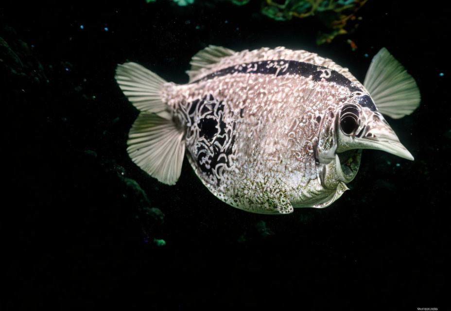 Spotted Fish with Intricate Patterns Swimming in Dark Water