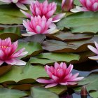 Tranquil pond scene with pink water lilies, green lily pads, and a frog.