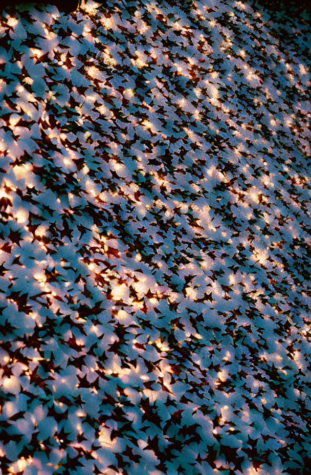 Dappled sunlight through trees on ivy-covered ground