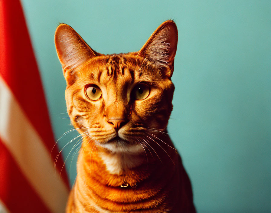 Orange Tabby Cat with Amber Eyes Against Teal Background and American Flag