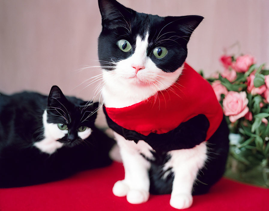 Black and White Cats with Red Cape and Pink Roses Bouquet