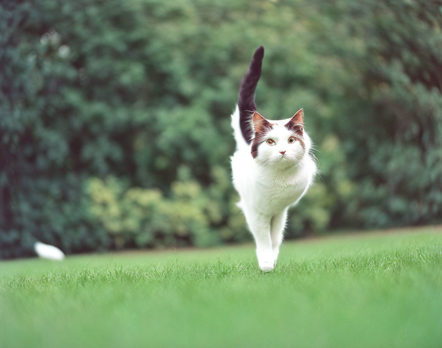 White Cat with Black Markings Walking on Green Lawn