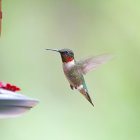 Vibrant hummingbird near red and purple flowers on green background