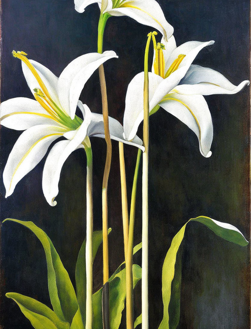 Vibrant white lilies with yellow stamens on dark background