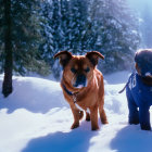 Two elephants in snowy forest clearing under sunlight.