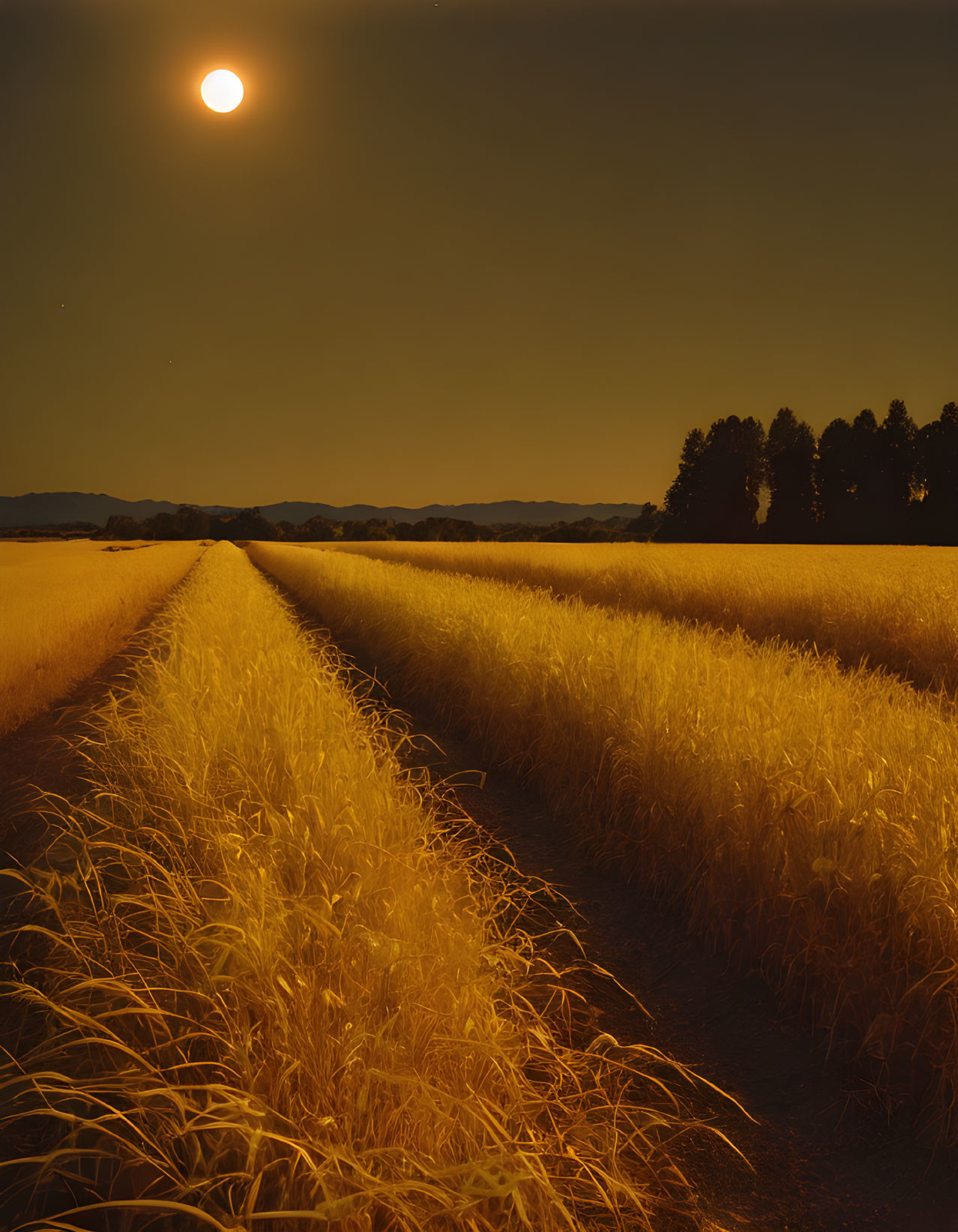 Tranquil golden wheat fields under hazy sky at sunset or sunrise