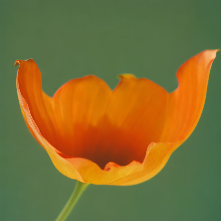 Bright orange poppy flower on soft green backdrop