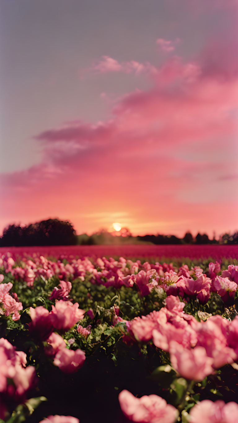 Vibrant pink sunset over blooming flower field