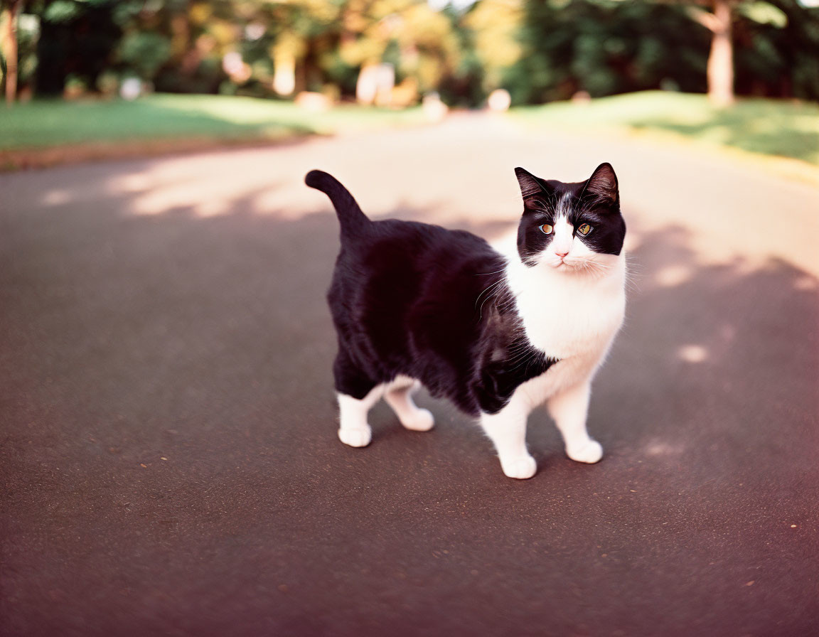 Black and White Cat Standing on Paved Path with Blurred Background