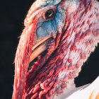 Flamingo's Pink Plumage and Curved Beak Detail