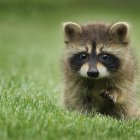 Fluffy cat with green eyes in rain on green field