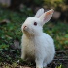 Fluffy Beige Bunny with Striking Blue Eyes in Serene Setting