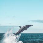 Water-Powered Flyboard Stunt Over the Sea