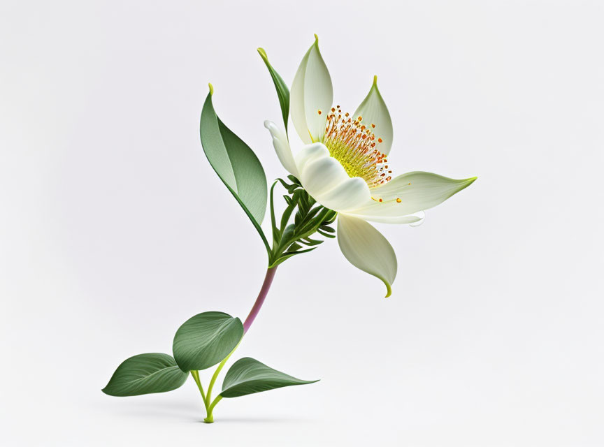 White Flower with Yellow Stamen, Green Leaves, and Purplish Stem on White Background