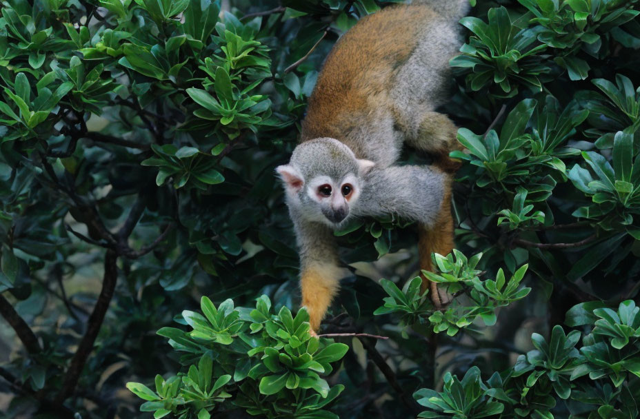 Grey-faced squirrel monkey perched on lush green bush