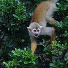 Grey-faced squirrel monkey perched on lush green bush