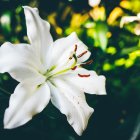 White Hibiscus Flower with Yellow Stigma in Lush Green Foliage