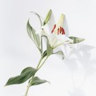 White Flower with Yellow Stamen, Green Leaves, and Purplish Stem on White Background